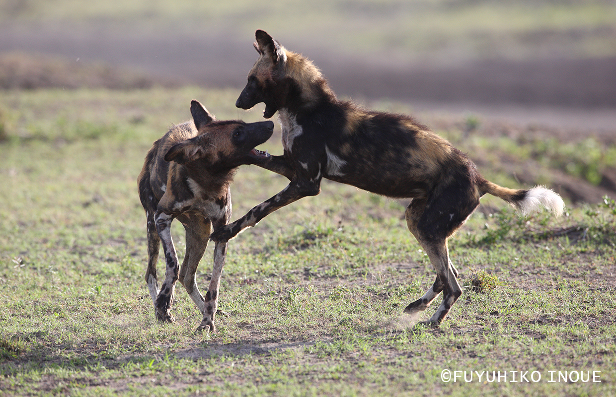 Africanwilddog / リカオン