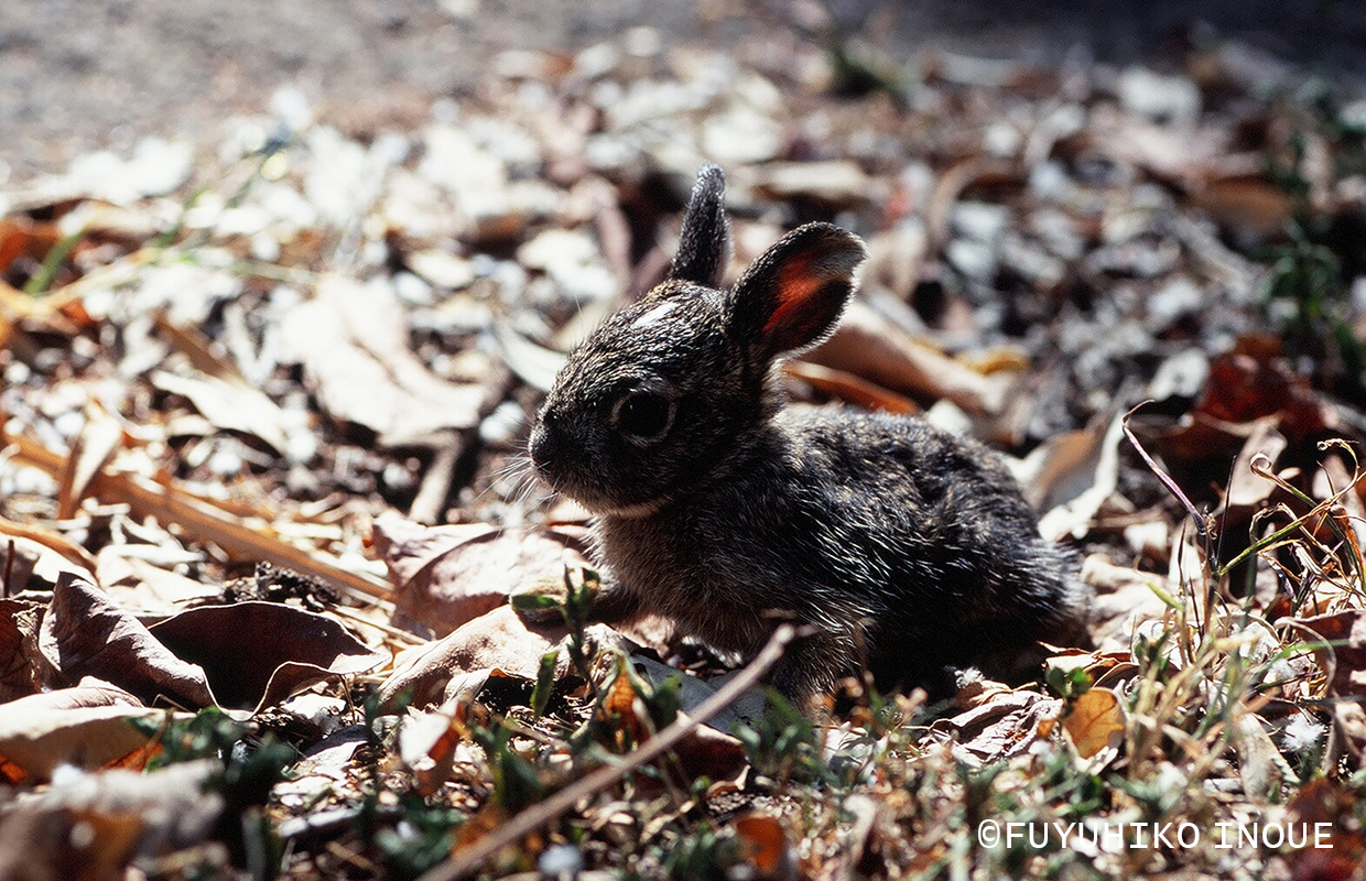 Otheranimals / その他の動物