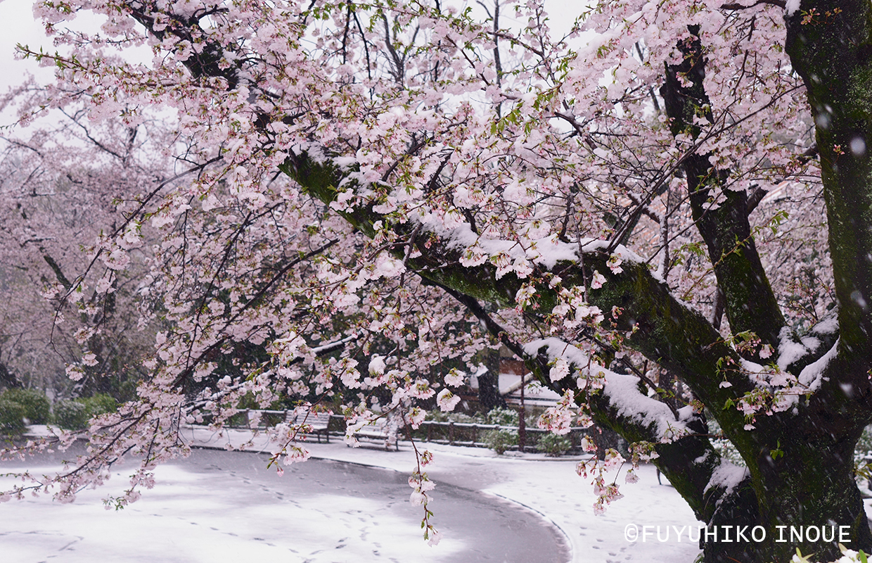 Spring / 国内の四季 春