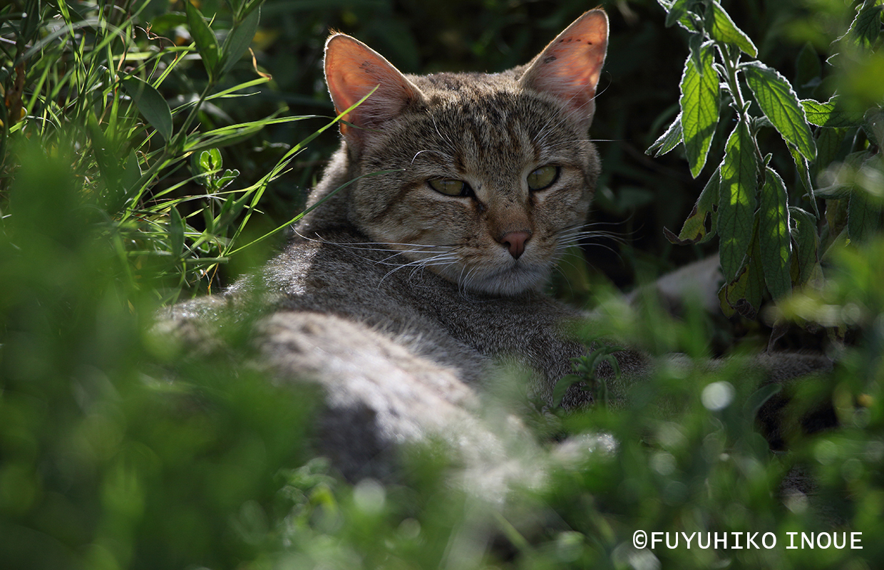 Wildcat / ワイルドキャット