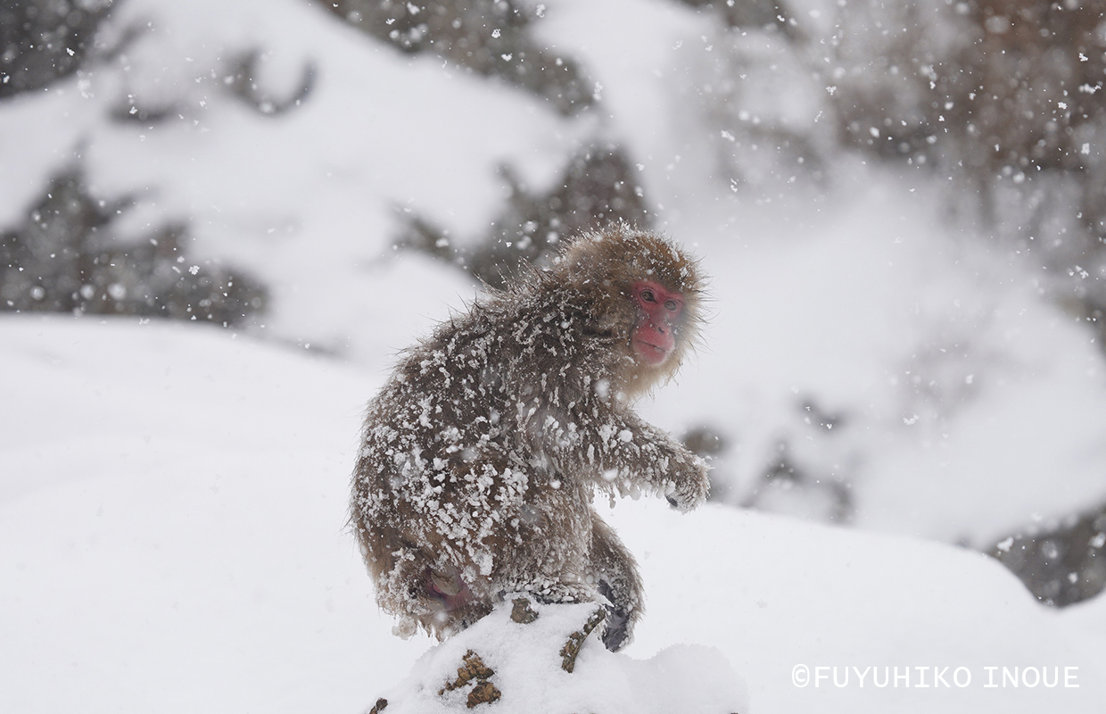 Winter / 国内の四季 冬